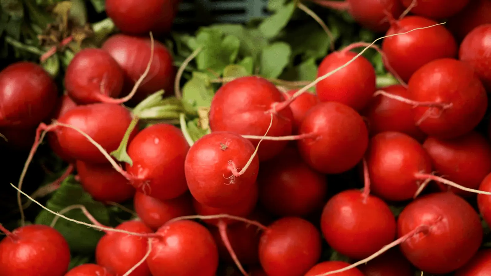 Radis ronds rouges fraîchement récoltés avec leurs fanes vertes