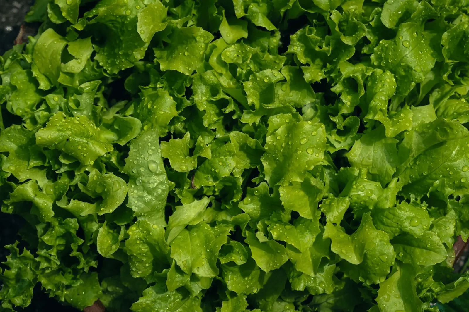Laitue à couper aux feuilles vertes frisées, récolte échelonnée