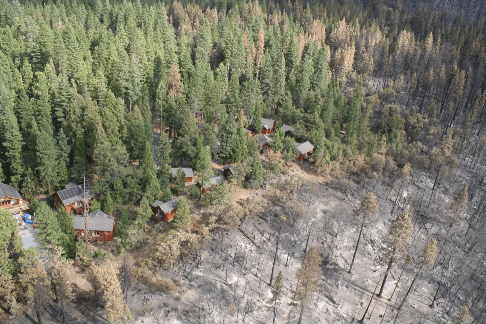 Parcelle de forêt débroussaillée, arbres espacés et sous-bois dégagé pour réduire la masse combustible