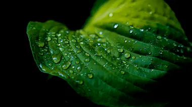 Fines gouttes d'eau et brume déposées sur le feuillage vert d'une plante, après aspersion du feuillage
