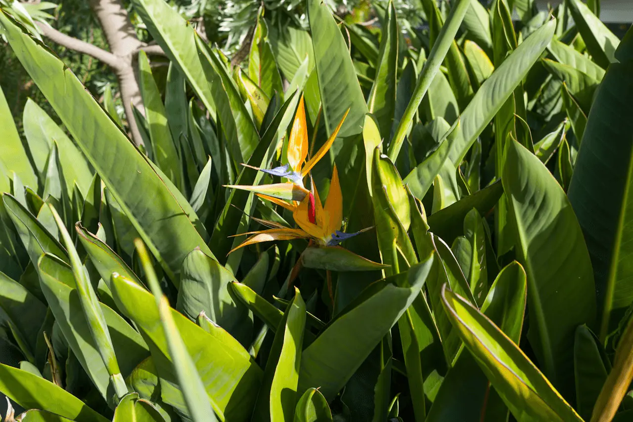 Strelitzia reginae en fleur, inflorescence orange et bleue en forme de tête d'oiseau