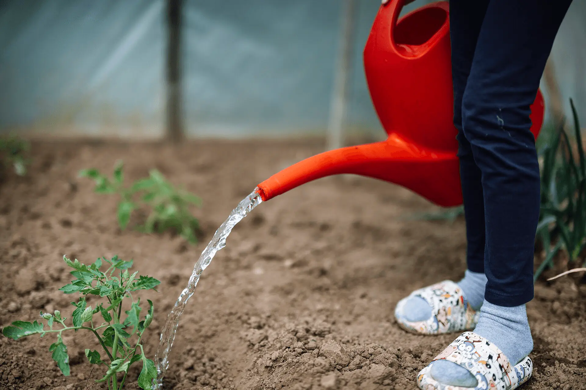 Arrosage de jeunes plants de tomates à l'arrosoir dans un potager ensoleillé, avant l'arrivée d'un pic de chaleur