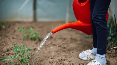 Arrosage de jeunes plants de tomates à l'arrosoir dans un potager ensoleillé, geste à faire tôt le matin ou le soir avant un pic de chaleur