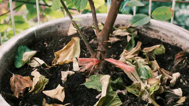 Plante en pot dont de nombreuses feuilles ont bruni et séché sous l'effet de la canicule, étalées sur le terreau