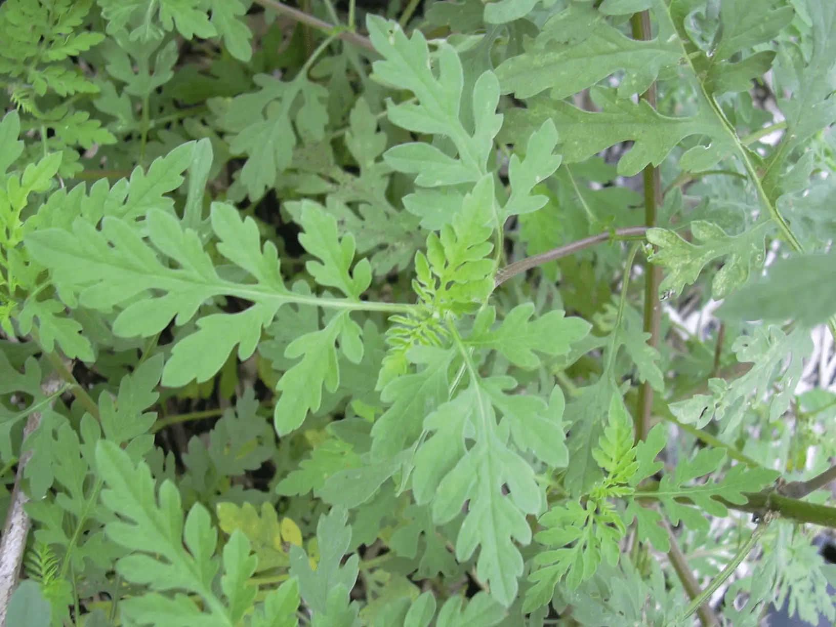 Feuilles vert clair finement découpées et tiges rougâtres de l'ambroisie à feuilles d'armoise