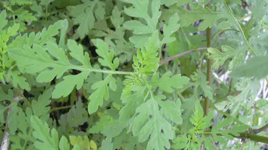 Feuilles vert clair finement découpées et tiges rougeâtres de l'ambroisie à feuilles d'armoise, plante invasive au pollen allergisant