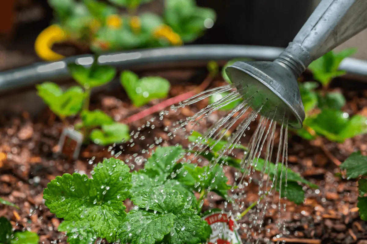 Arrosoir métallique à pomme versant l'eau au pied de jeunes plants de potager en bac
