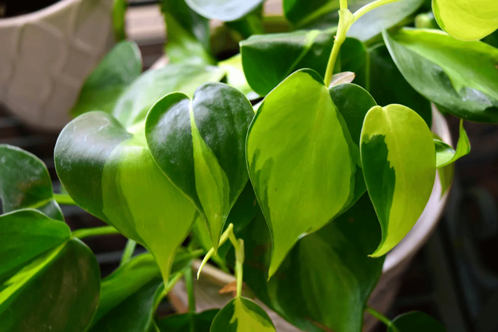 Philodendron scandens, feuilles cordiformes vert vif