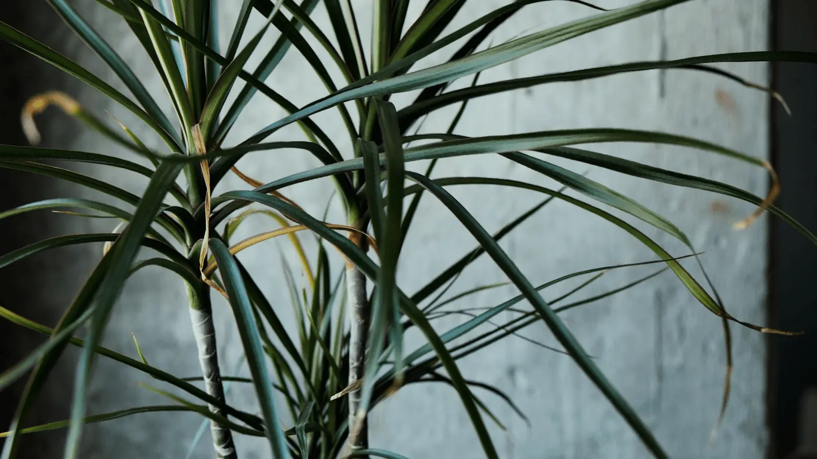Feuillage d'un Dracaena marginata en gros plan, longues feuilles étroites vert foncé caractéristiques du dragonnier de Madagascar