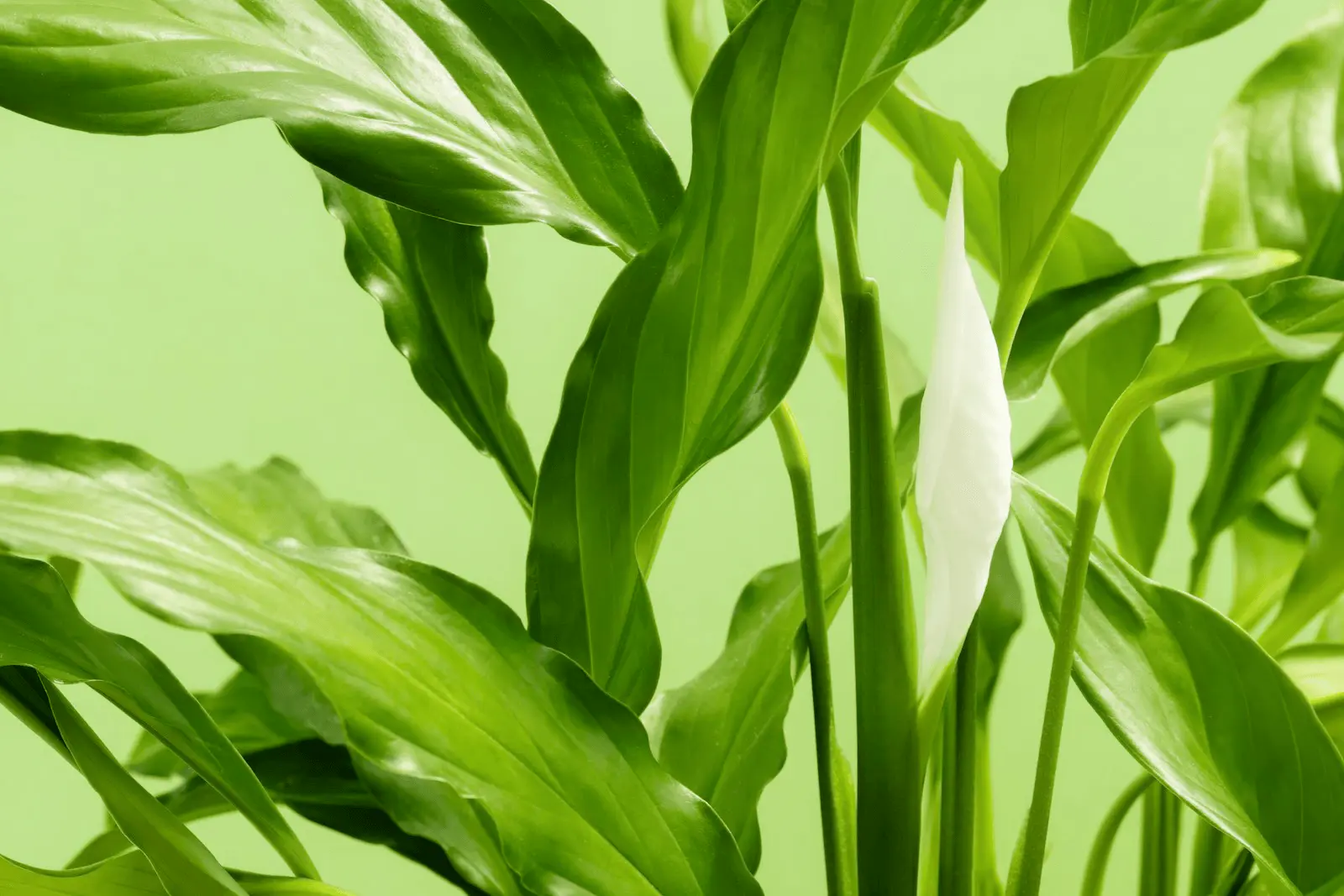 Spathiphyllum wallisii en fleur, spathe blanche bien ouverte autour d'un spadice crème, feuillage vert brillant en arrière-plan