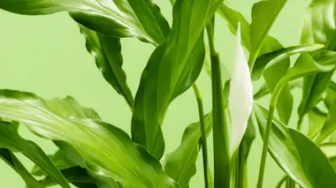 Spathiphyllum wallisii en fleur, spathe blanche bien ouverte autour d'un spadice crème, feuillage vert brillant en arrière-plan