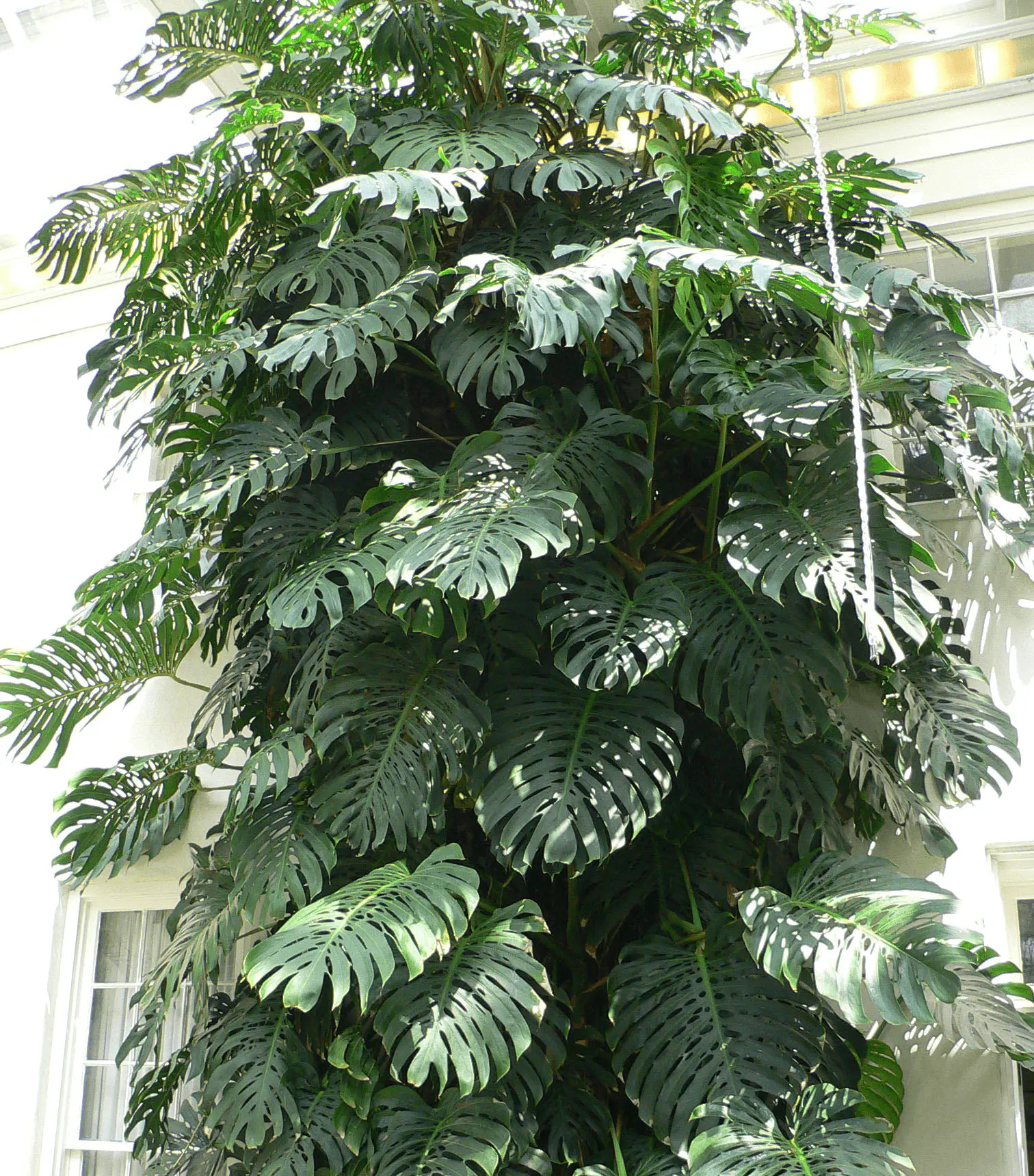 Feuille adulte de Monstera deliciosa avec fenestrations caractéristiques