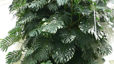 Feuille adulte de Monstera deliciosa montrant les fenestrations caractéristiques.