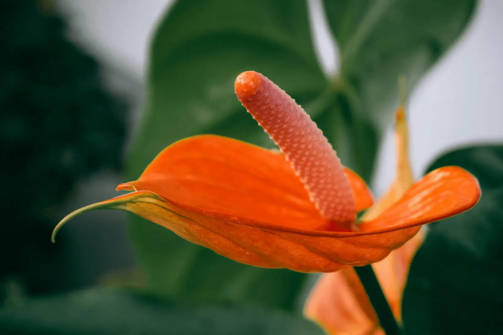 Anthurium andraeanum en fleur : spathe orange vif brillante, spadice jaune dressé, feuillage vert en arrière-plan