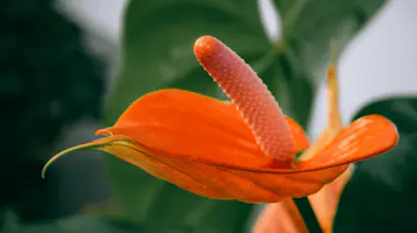 Anthurium andraeanum en fleur : spathe orange vif brillante, spadice jaune dressé, feuillage vert en arrière-plan
