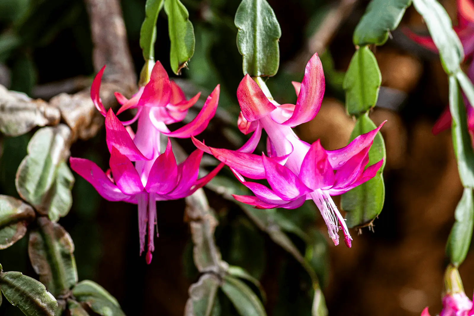 Schlumbergera en pleine floraison : fleurs roses et blanches en tube retombantes, segments foliacés plats caractéristiques
