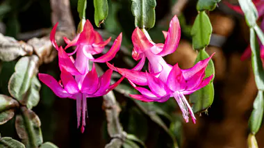 Schlumbergera en pleine floraison : fleurs roses et blanches en tube retombantes, segments foliacés plats caractéristiques
