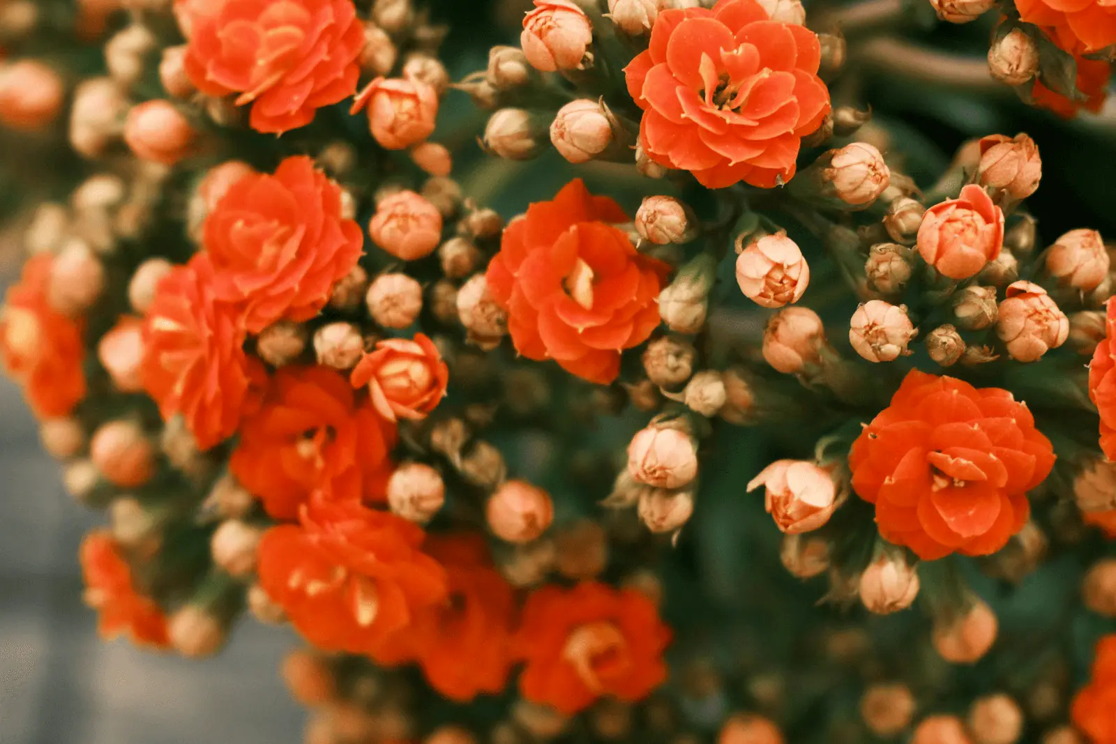 Kalanchoe blossfeldiana en pleine floraison, inflorescence compacte de petites fleurs orange vif, feuillage charnu vert foncé
