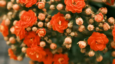 Kalanchoe blossfeldiana en pleine floraison, inflorescence compacte de petites fleurs orange vif, feuillage charnu vert foncé