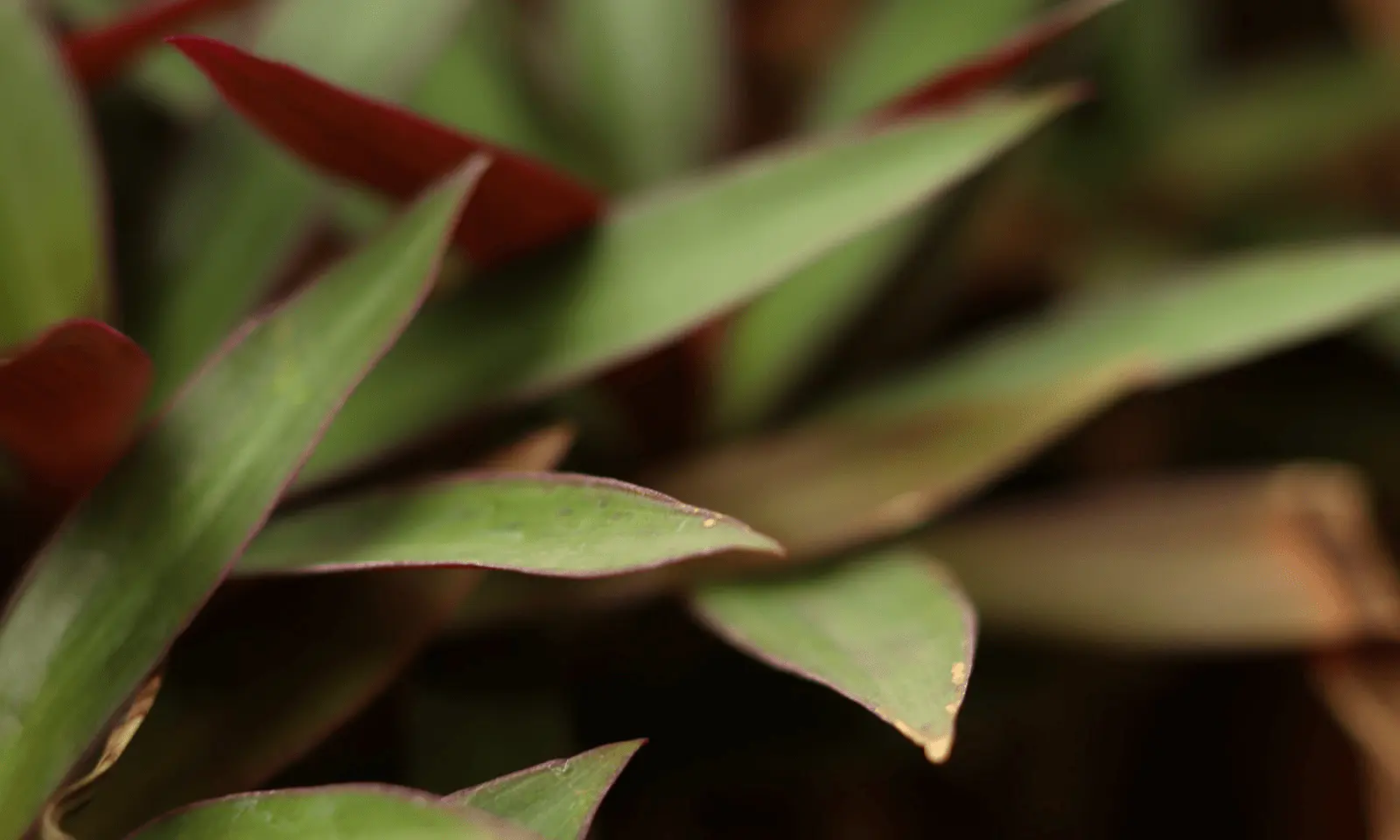 Tradescantia en pot, feuilles effilées vert foncé à reflets violacés caractéristiques, mise au point sur les nervures parallèles