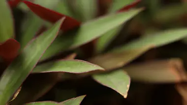 Tradescantia en pot, feuilles effilées vert foncé à reflets violacés caractéristiques, mise au point sur les nervures parallèles