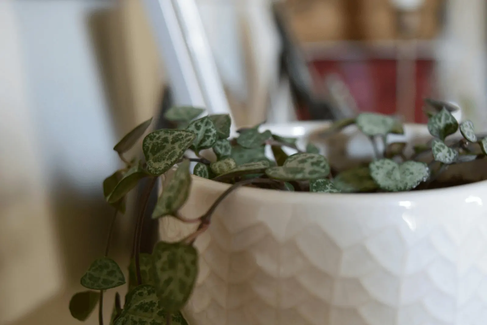 Ceropegia woodii en pot texturé blanc, tiges fines retombantes avec feuilles cordiformes marbrées d'argent