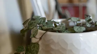 Ceropegia woodii (chaîne des cœurs) en pot texturé blanc, fines tiges retombantes avec feuilles cordiformes vert foncé marbrées d'argent.