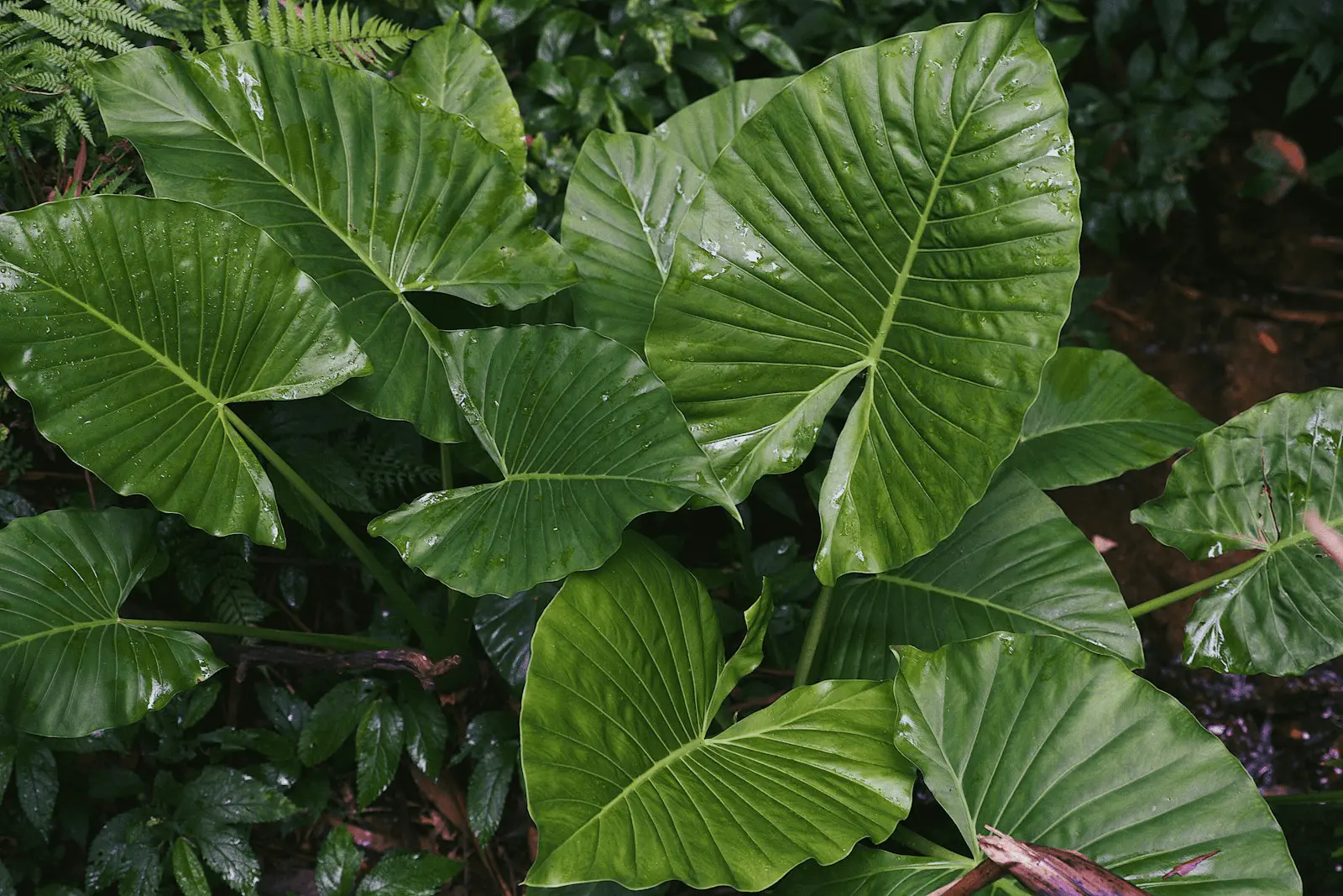 Feuilles d'Alocasia en forme de cœur sagitté, vert profond aux nervures blanches contrastées, texture brillante typique du genre