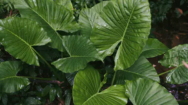 Feuilles d'Alocasia en forme de cœur sagitté, vert profond aux nervures blanches contrastées, texture brillante typique du genre