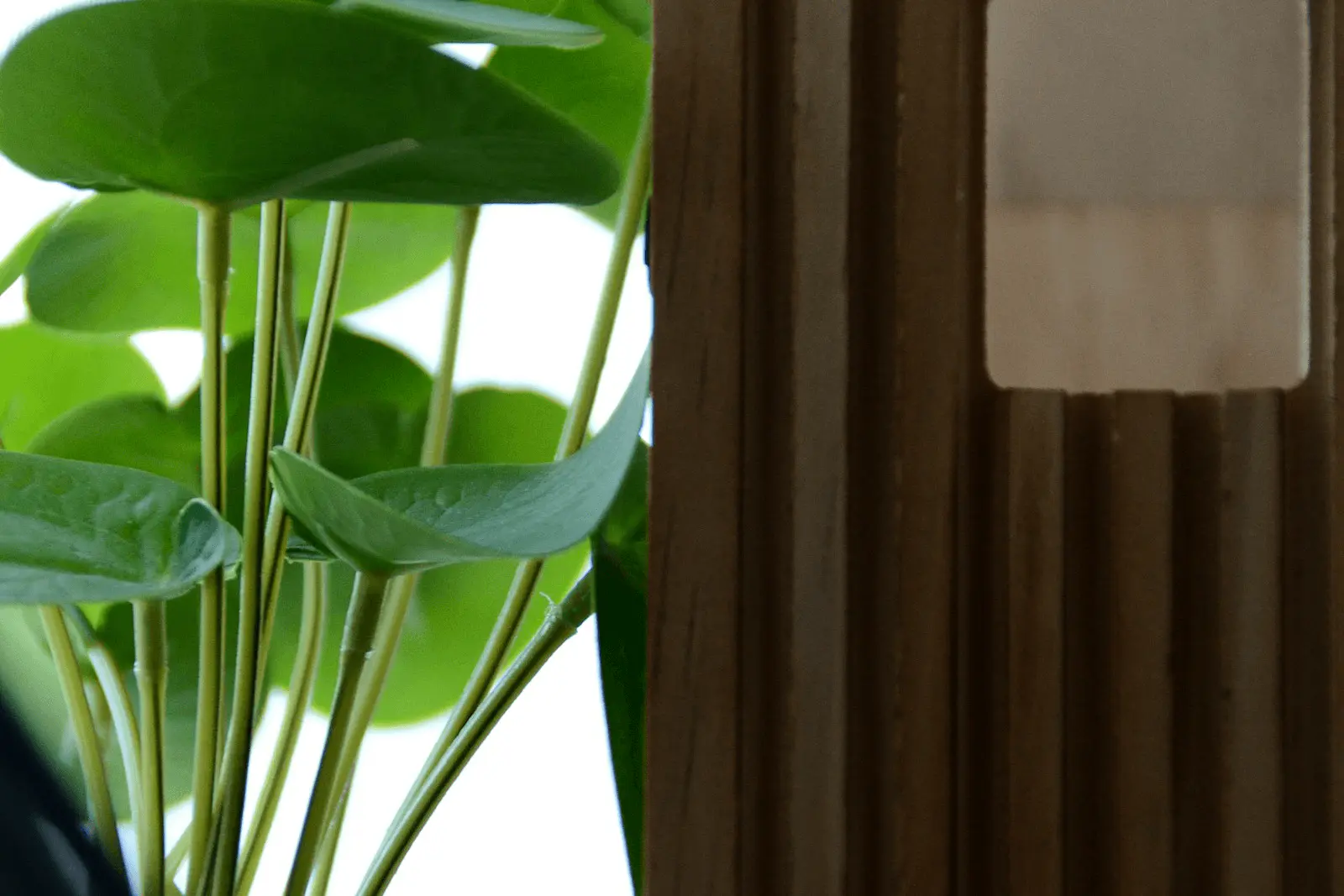 Peperomia aux feuilles rondes et charnues en contre-jour à côté d'un store en bois