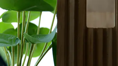 Peperomia en intérieur, feuilles rondes charnues vert vif en contre-jour à côté d'un store en bois.