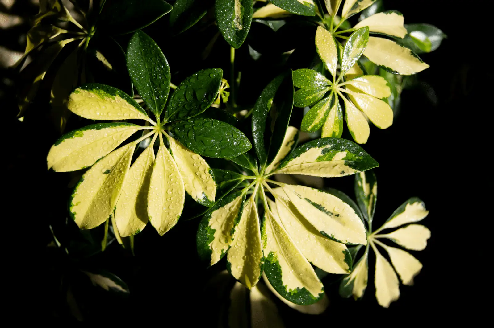 Feuilles palmées panachées de Schefflera arboricola 'Gold Capella' en gros plan, taches jaunes sur fond vert foncé