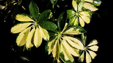 Schefflera arboricola 'Gold Capella' en gros plan, feuilles palmées à 7-9 folioles panachées de jaune sur fond vert foncé, perles d'eau sur le feuillage.