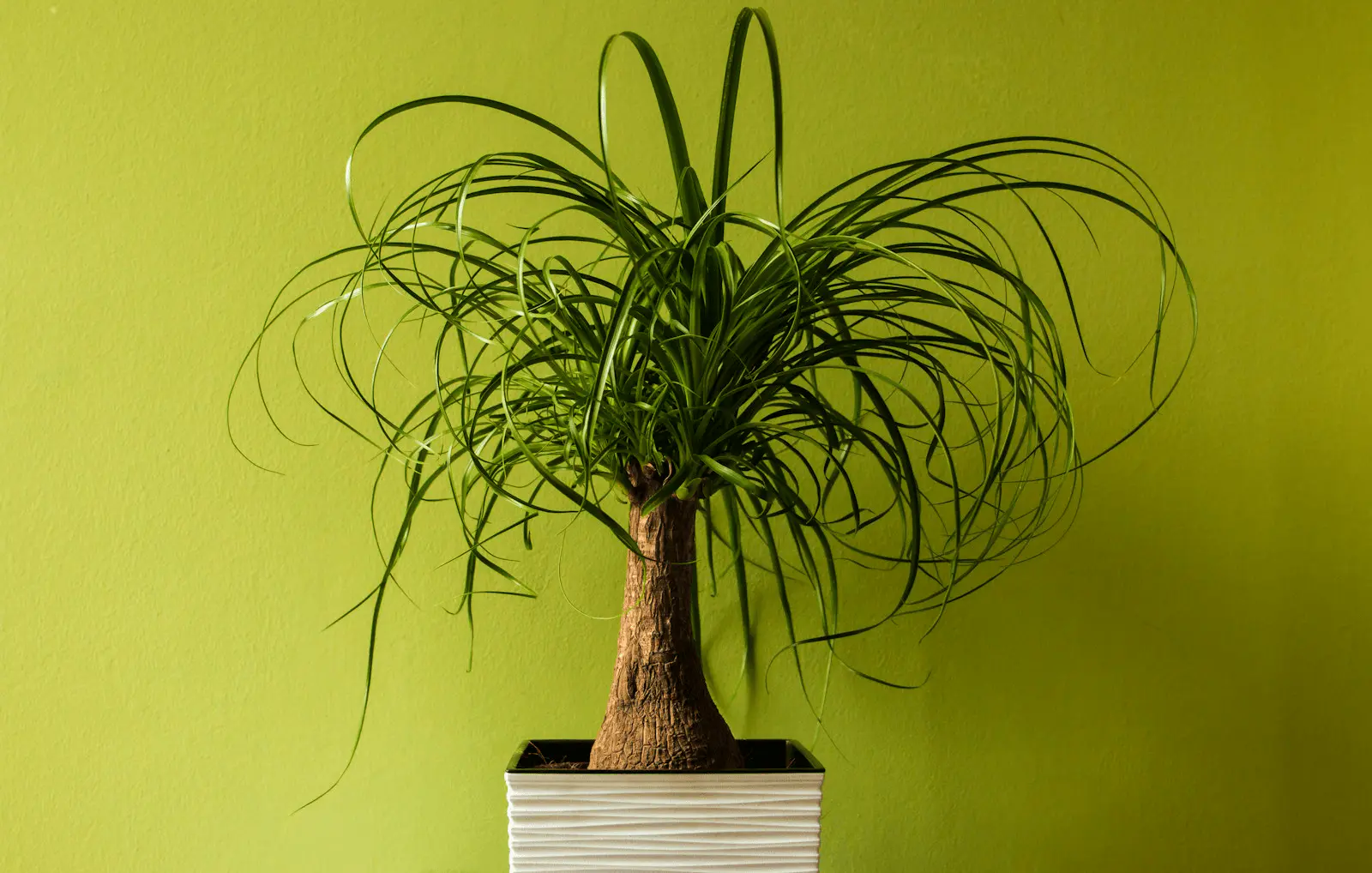 Beaucarnea recurvata adulte en pot blanc, caudex renflé et feuillage retombant en bouquet sur fond vert anis