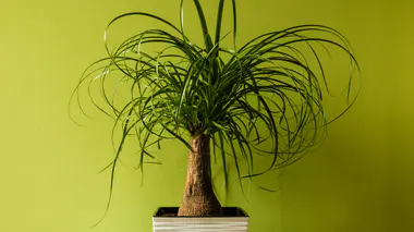 Beaucarnea recurvata (pied d'éléphant) en pot blanc, caudex renflé à la base et feuilles fines retombantes en bouquet sur fond vert anis.