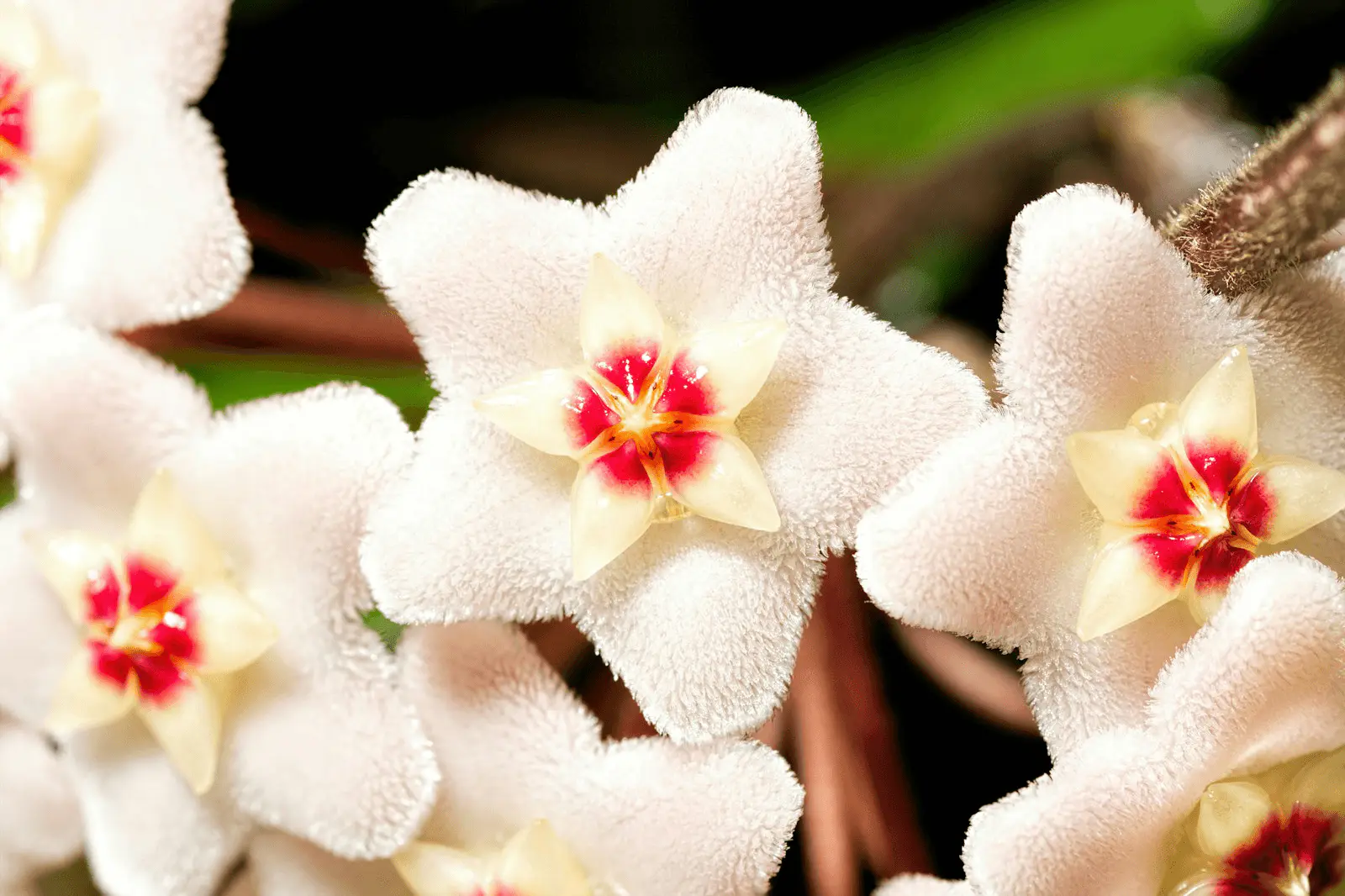 Hoya carnosa, ombelle de fleurs roses en étoile à texture cireuse caractéristique
