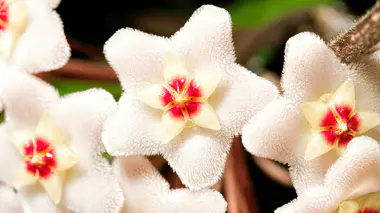 Ombelle de Hoya carnosa en fleur, petites fleurs roses en étoile à couronne centrale rouge, texture cireuse caractéristique de la plante.