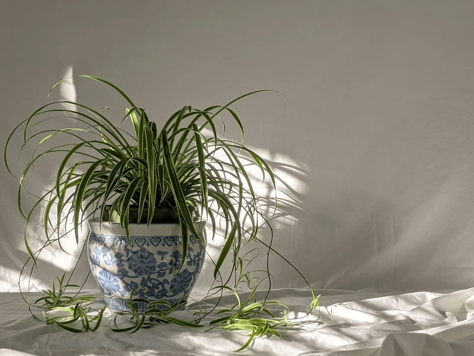 Chlorophytum comosum dans une lumière d'après-midi, longues feuilles panachées vert et crème retombant en rosette