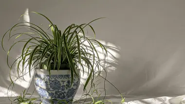 Chlorophytum comosum (plante araignée) en lumière d'après-midi, longues feuilles rubanées panachées vert et crème retombant en rosette depuis son pot.