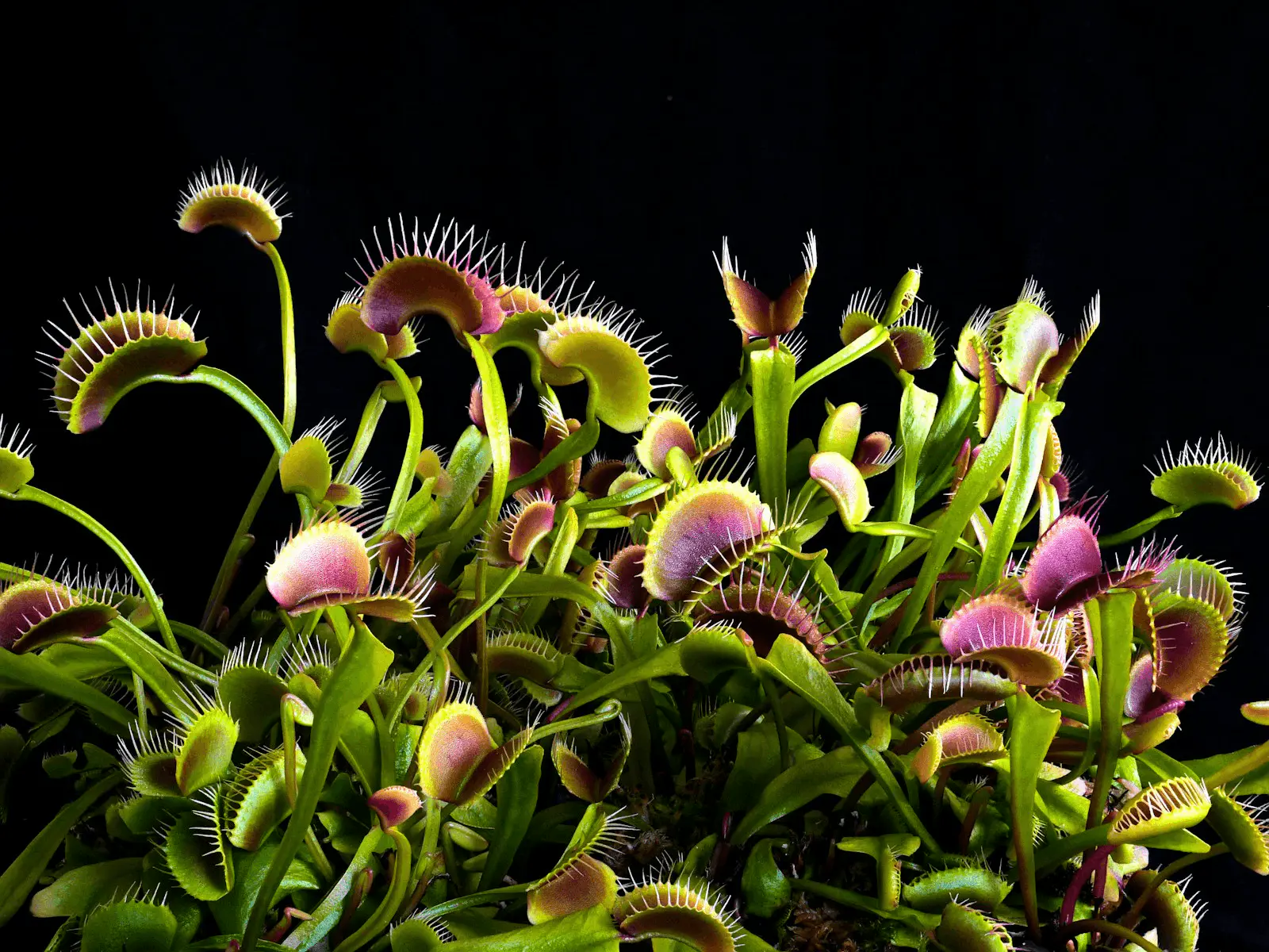 Groupe de dionées attrape-mouches Dionaea muscipula avec pièges rouges ouverts