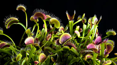 Groupe de Dionaea muscipula (dionée attrape-mouche) aux pièges rouges ouverts prêts à se refermer sur les insectes
