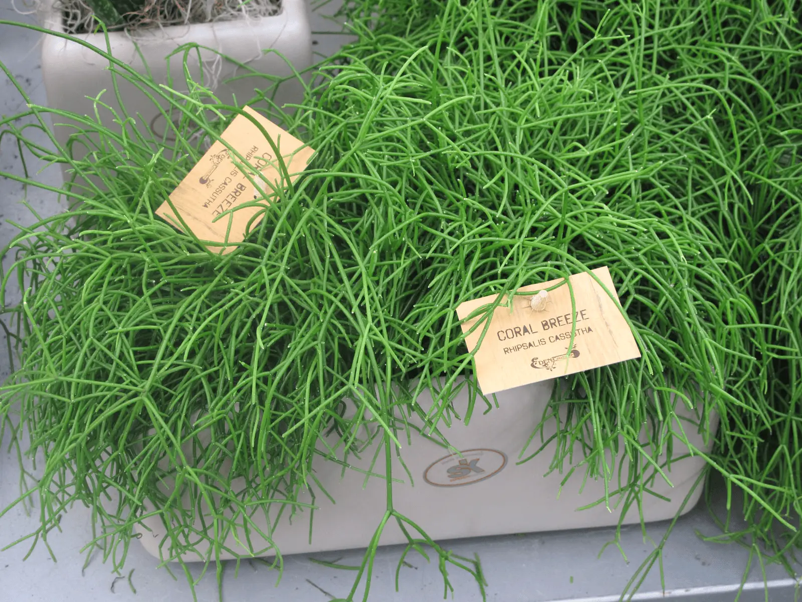 Rhipsalis baccifera en pot, tiges filiformes vertes retombantes typiques d'un cactus épiphyte