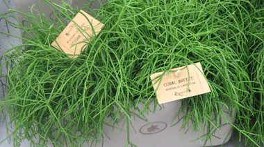 Rhipsalis baccifera (syn. Rhipsalis cassutha) en jardinerie, cactus épiphyte aux tiges filiformes vertes retombantes