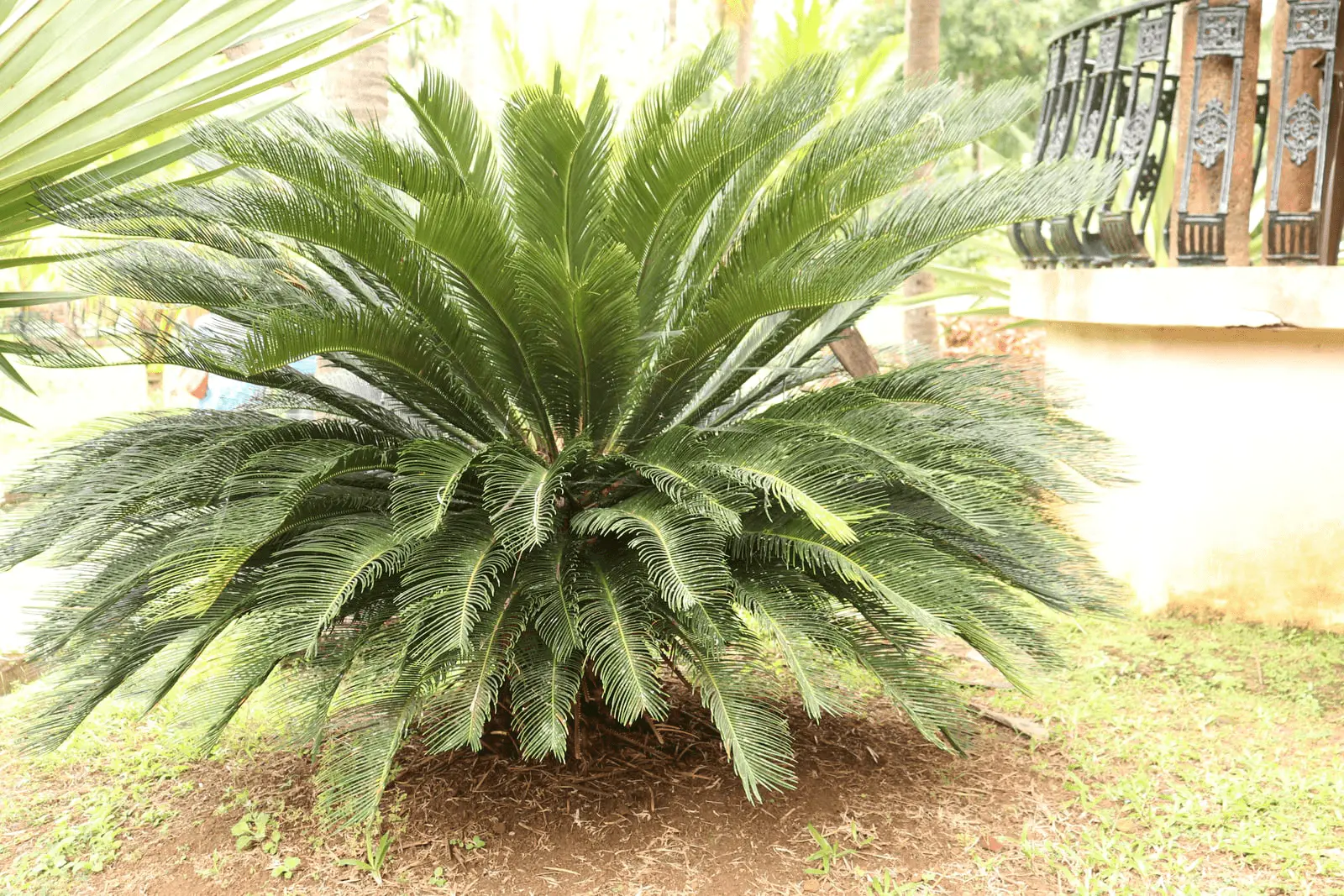 Cycas revoluta adulte avec couronne de frondes pennées vertes et tronc trapu caractéristique