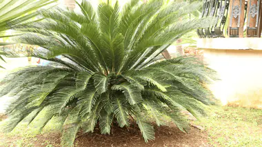 Cycas revoluta (sagoutier du Japon) adulte avec couronne de frondes pennées, tronc trapu recouvert de bases foliaires