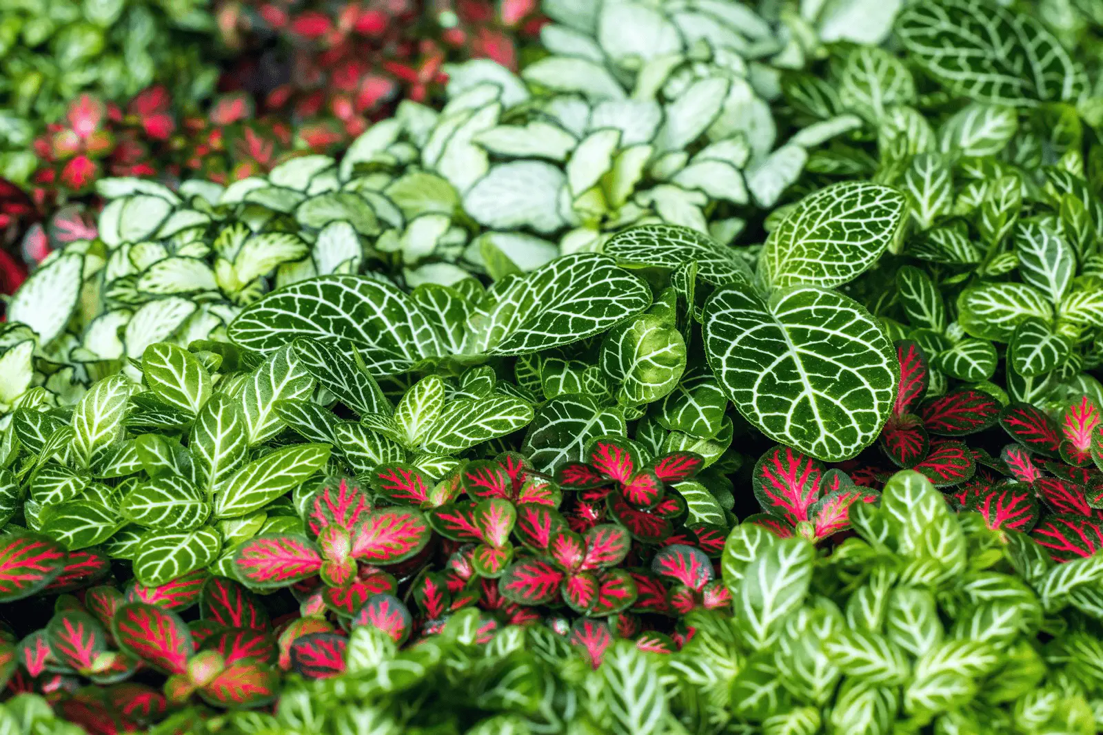 Plusieurs pots de Fittonia alignés, feuilles vert sombre aux nervures blanches et roses caractéristiques