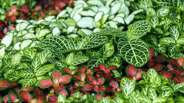 Variété de Fittonia (plante mosaïque) en pots, feuilles vert sombre aux nervures blanches et roses vives, plante de terrarium