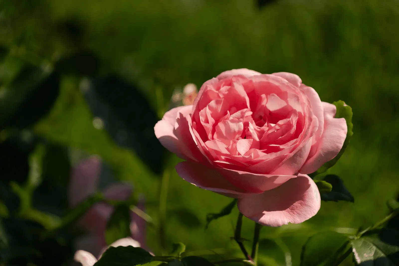 Rose rose délicate épanouie, pétales recourbés et feuillage vert au second plan dans un jardin ensoleillé
