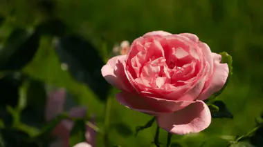 Rose rose délicate épanouie, pétales recourbés et feuillage vert au second plan dans un jardin ensoleillé