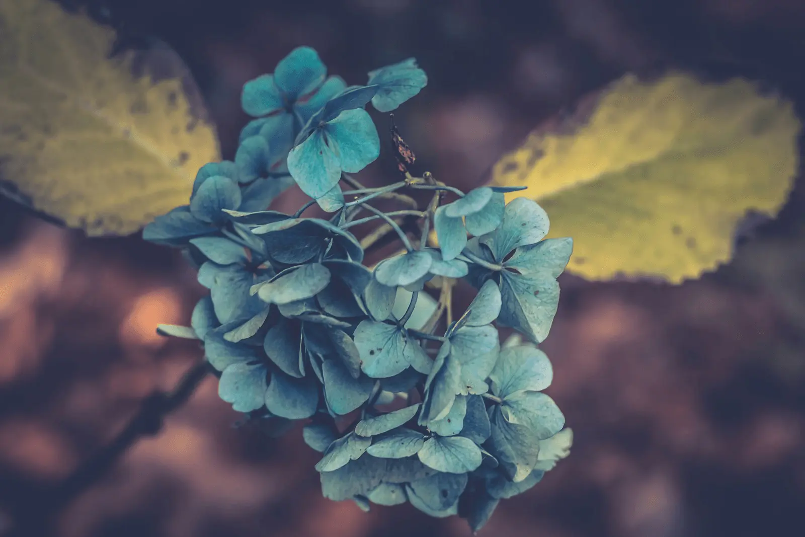 Hortensia en pot avec inflorescences rose pâle